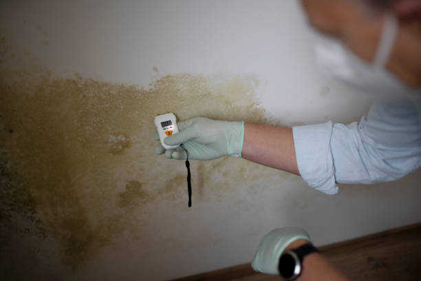 Best White Mold Remediation in USA